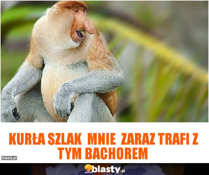 Kurła szlak  mnie  zaraz trafi z tym bachorem