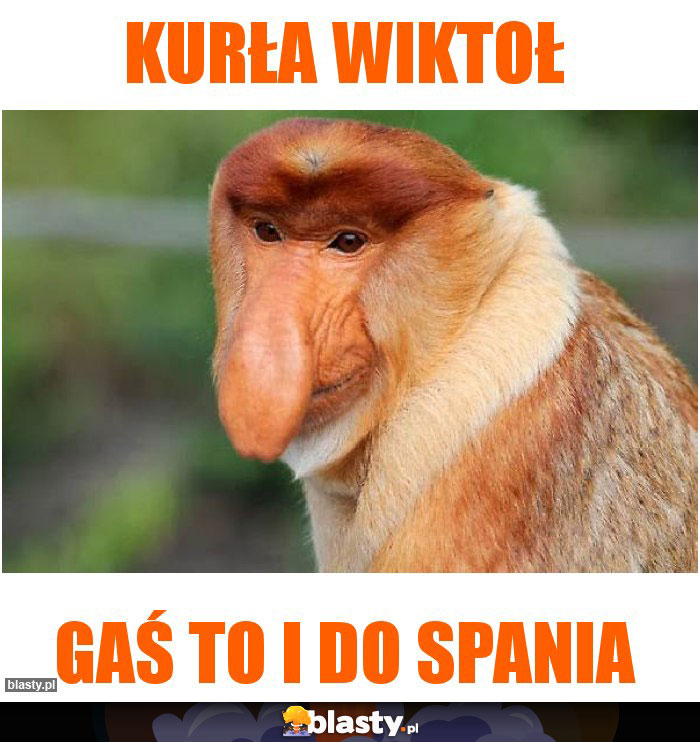 KURŁA WIKTOŁ