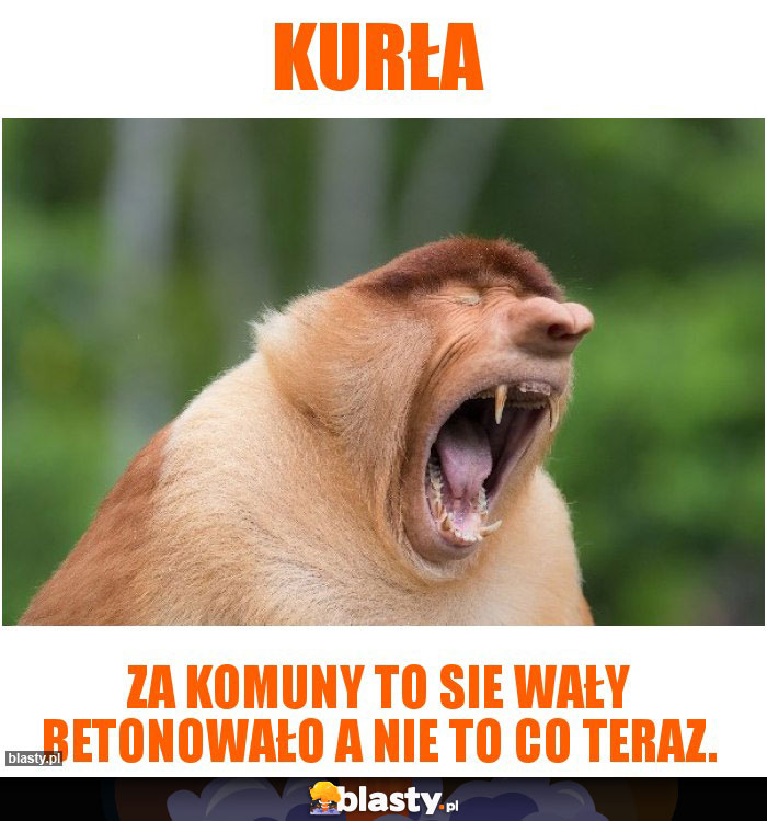 Kurła