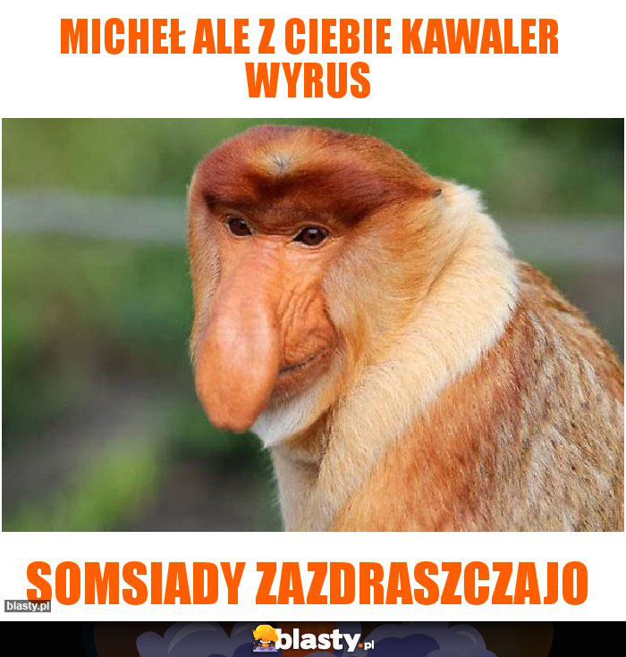 Micheł ale z ciebie kawaler wyrus