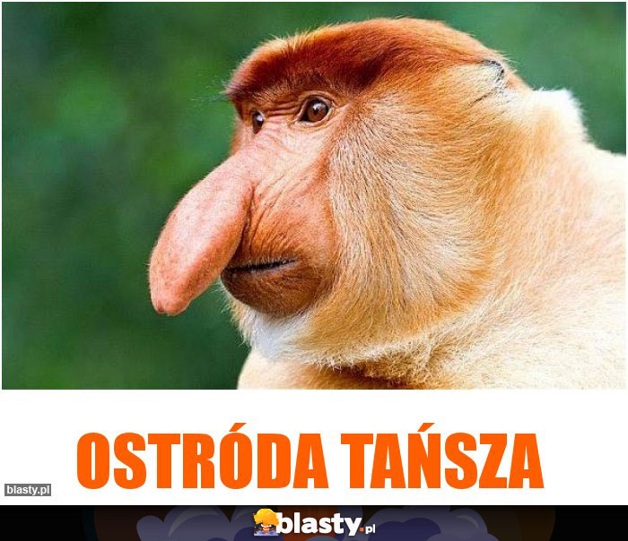 ostróda tańsza