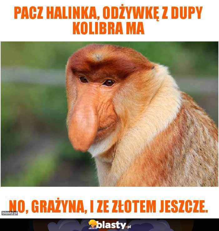Pacz Halinka, odżywkę z dupy kolibra ma