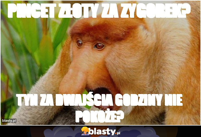 Pincet złoty za zygorek?