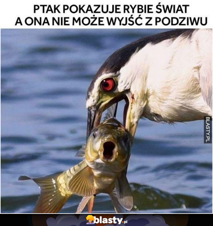 Ptak pokazuje rybie świat