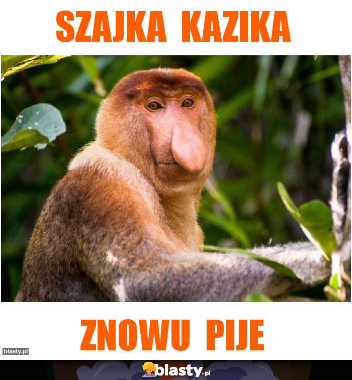 SZajka  Kazika