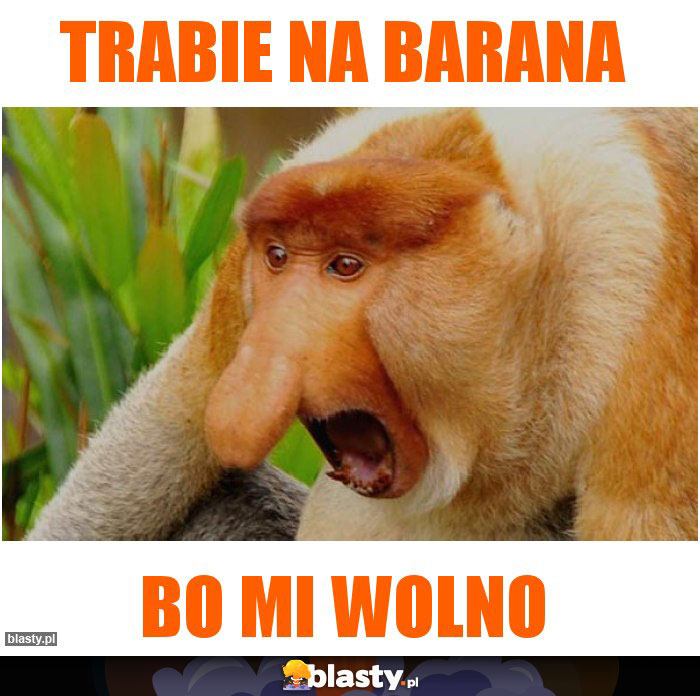 TRABIE na barana