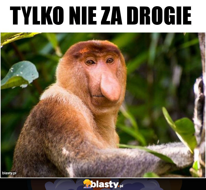 TYLKO NIE ZA DROGIE