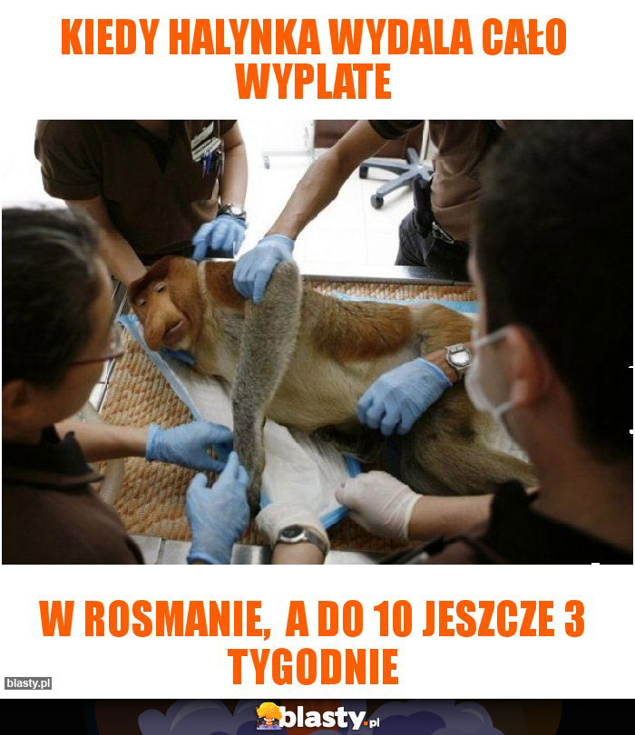 Kiedy halynka wydala cało wyplate