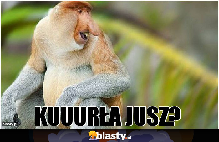 kuuurła jusz?
