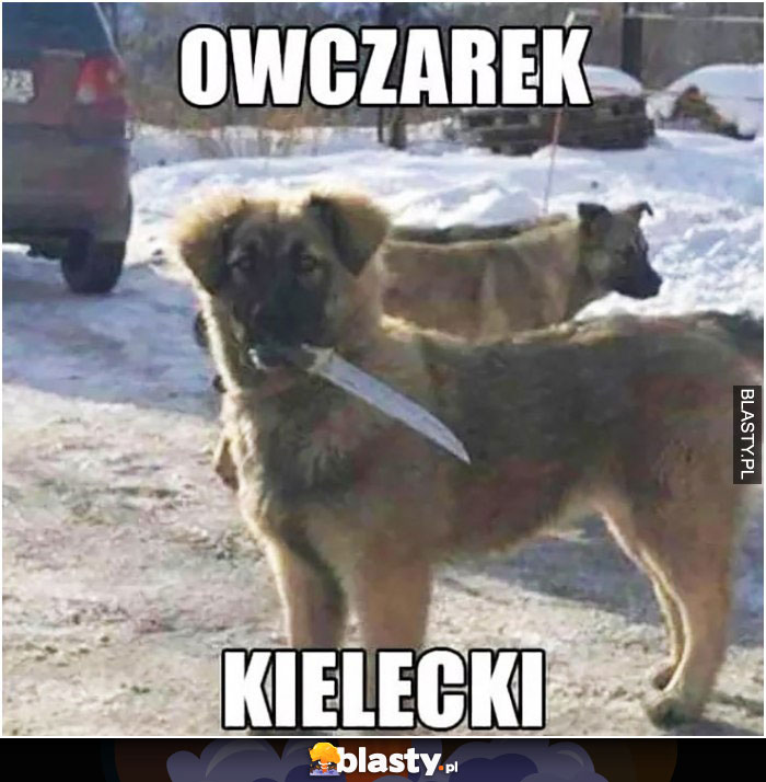 Owczarek kielecki