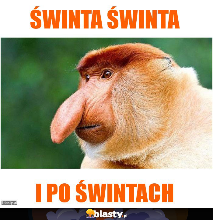 Świnta świnta