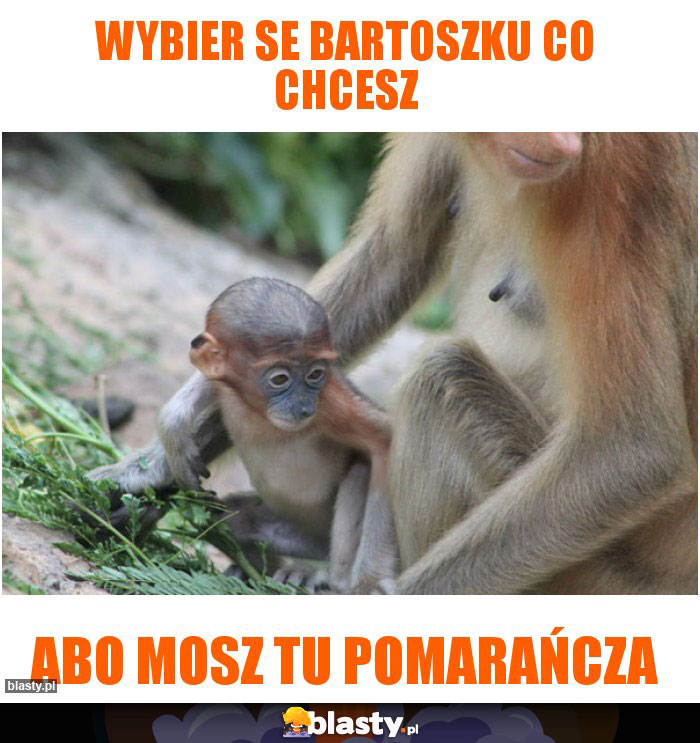 Wybier se bartoszku co chcesz