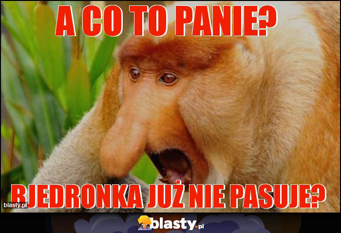 a co to panie?