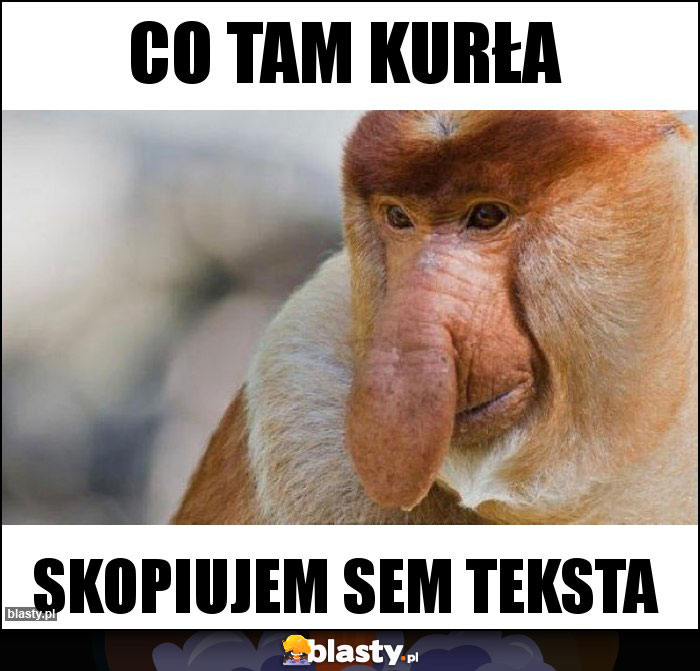 Co tam kurła
