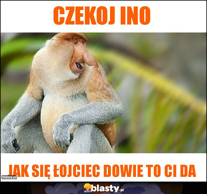 Czekoj ino