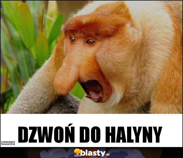 DZWOŃ DO HALYNY