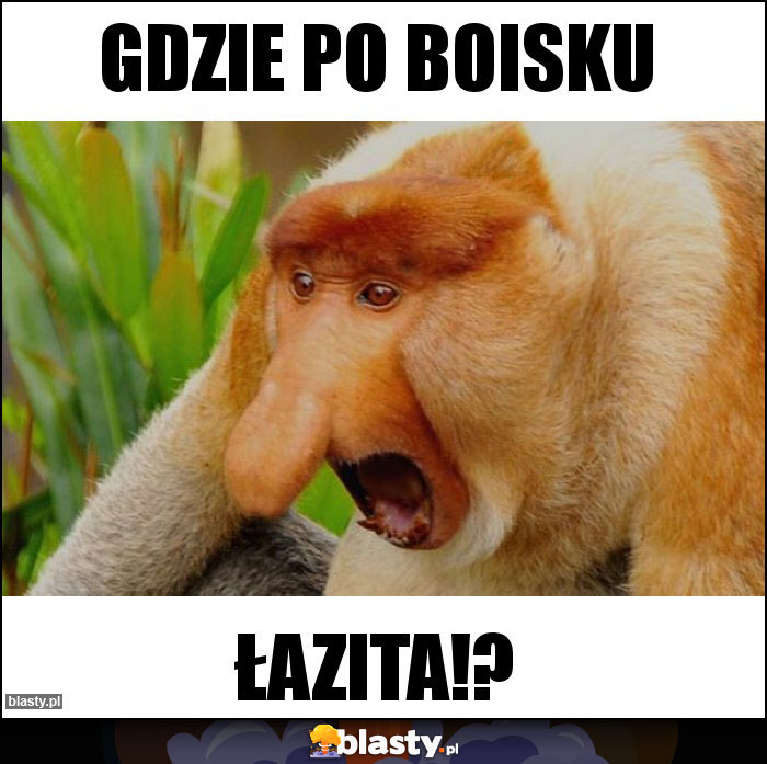 GDZIE PO BOISKU