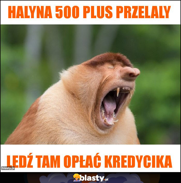 HALYNA 500 PLUS PRZELALY