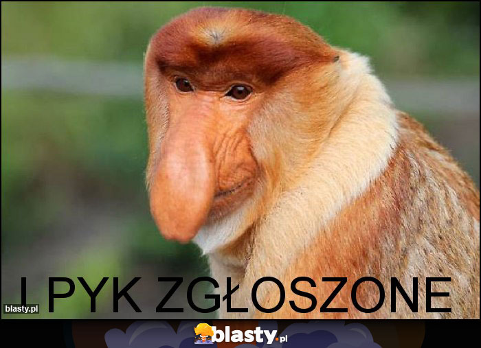 i PYK ZGŁOSZONE