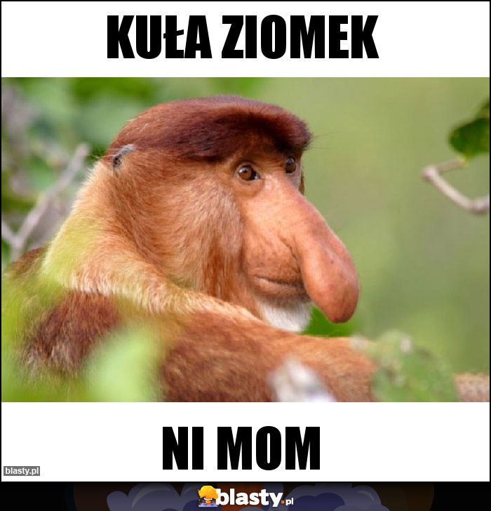 kuła ziomek