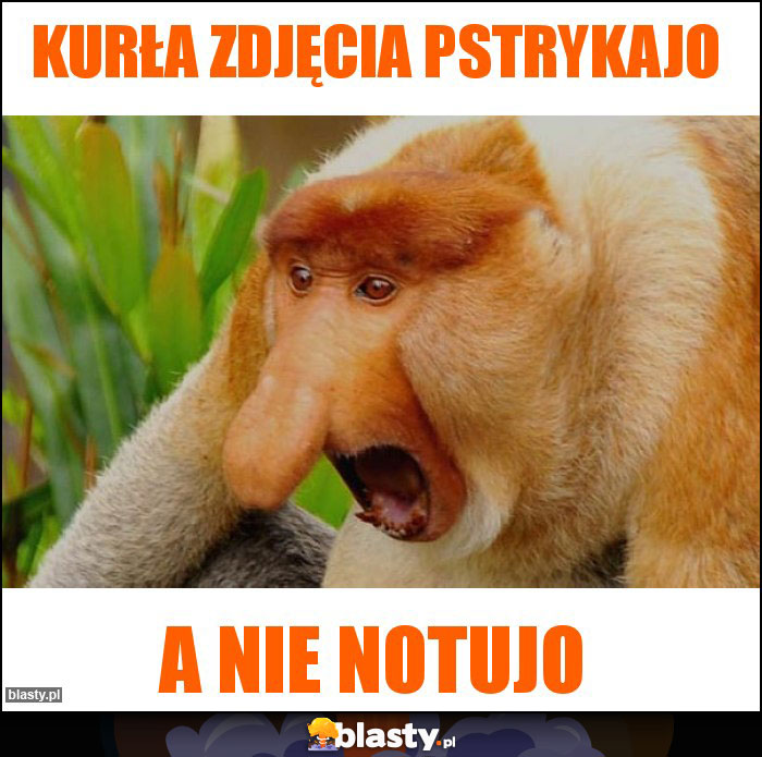 Kurła zdjęcia pstrykajo
