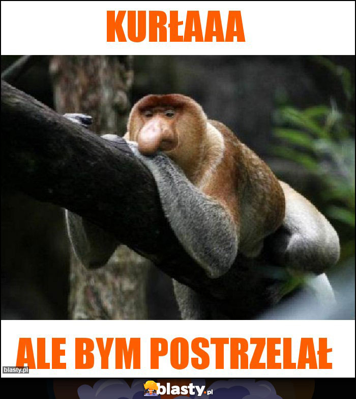 Kurłaaa
