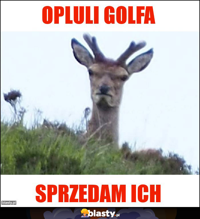 Opluli golfa