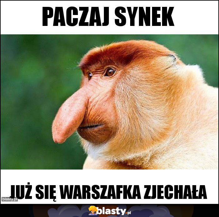 PACZAJ SYNEK