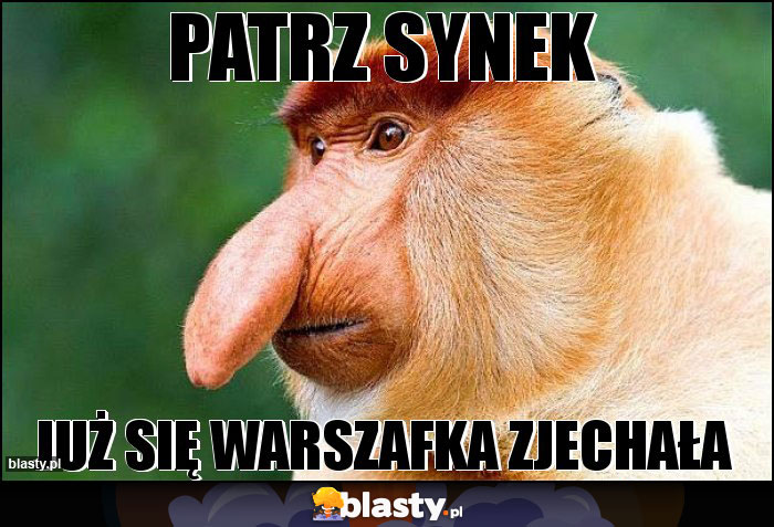 PATRZ SYNEK