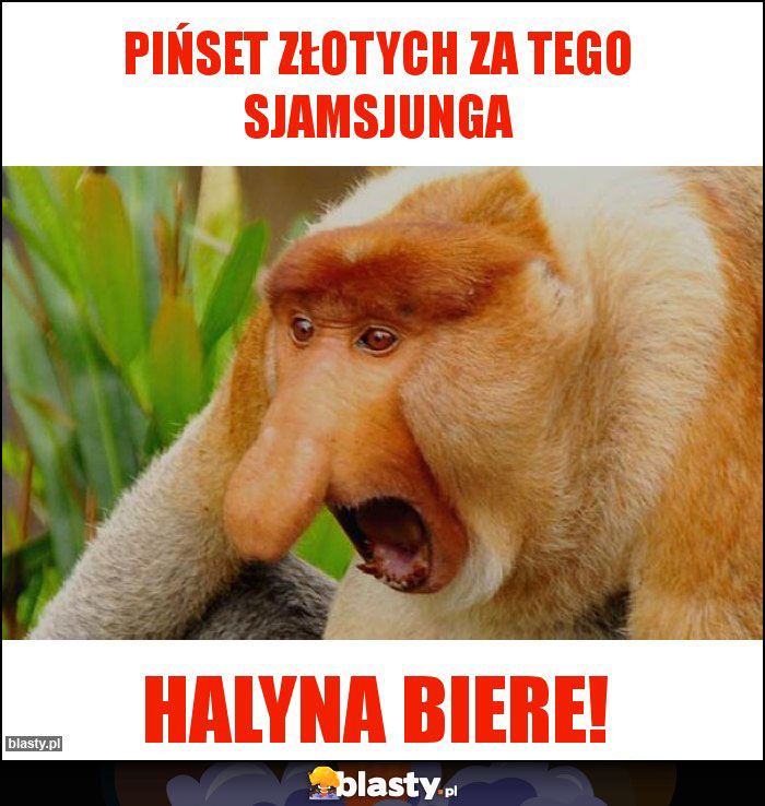 Pińset złotych za tego sjamsjunga