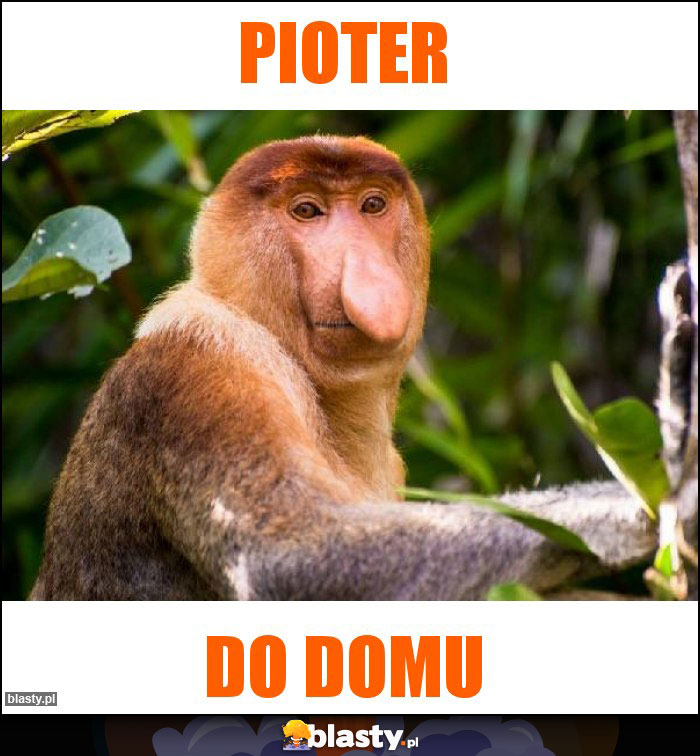 Pioter