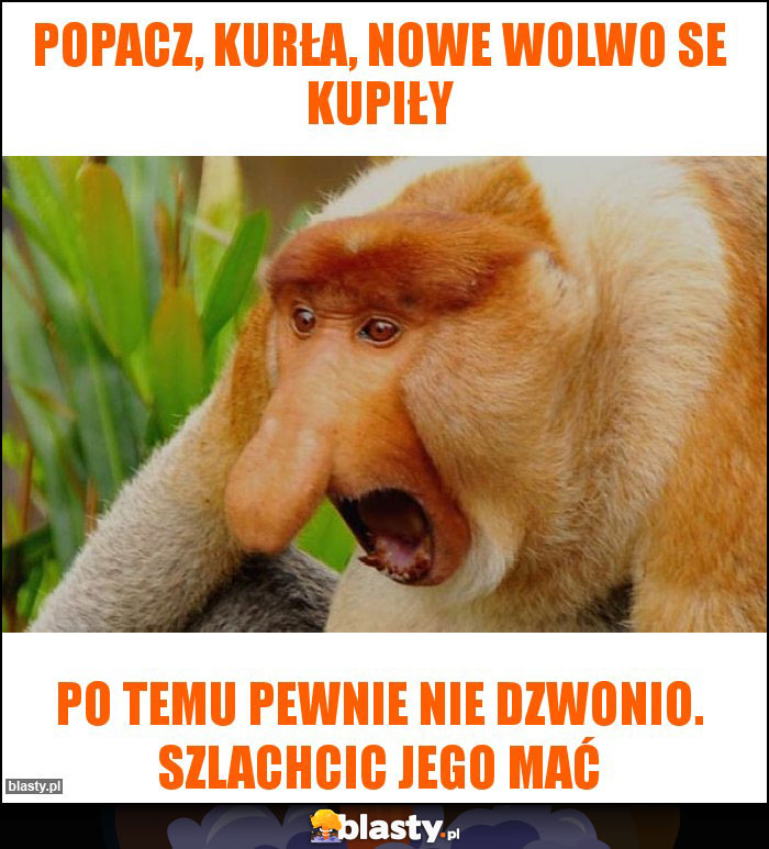 Popacz, kurła, nowe Wolwo se kupiły