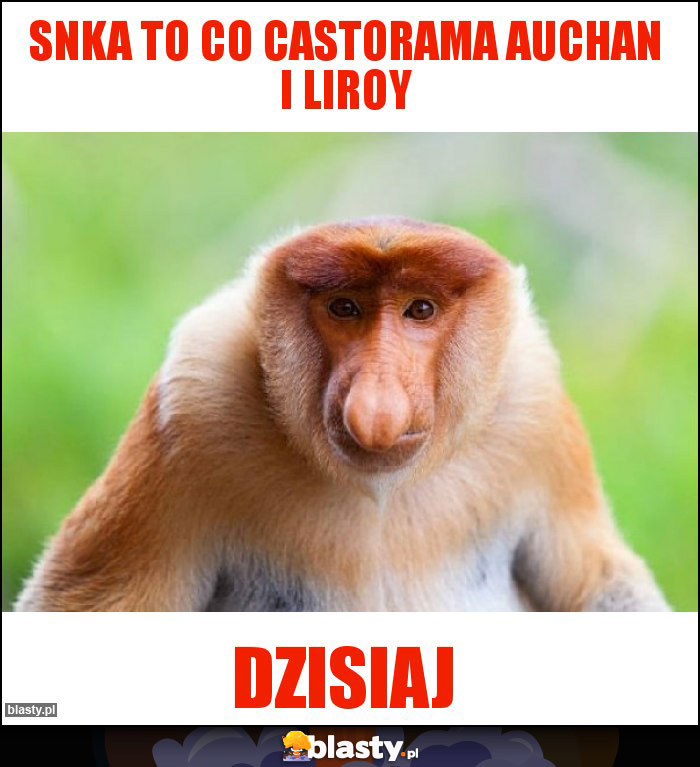Snka to co castorama auchan i liroy