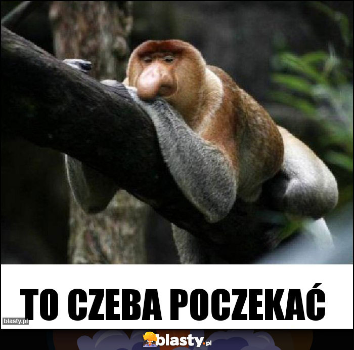 TO CZEBA POCZEKAĆ