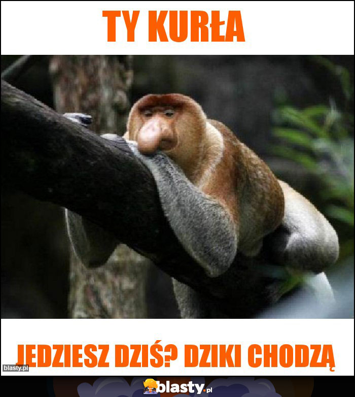 Ty kurła