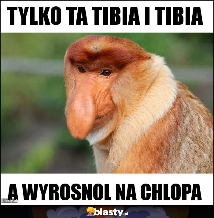 tylko ta tibia i tibia