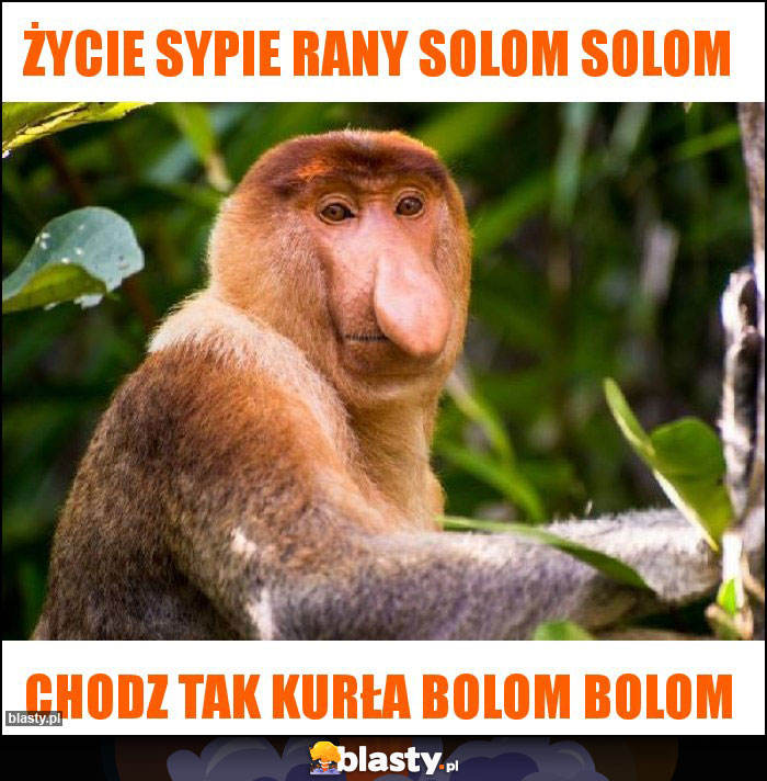 Życie sypie rany solom solom