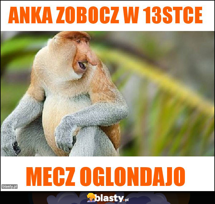 Anka zobocz w 13stce