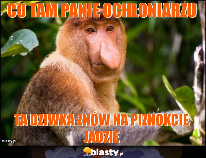 co tam panie ochłoniarzu
