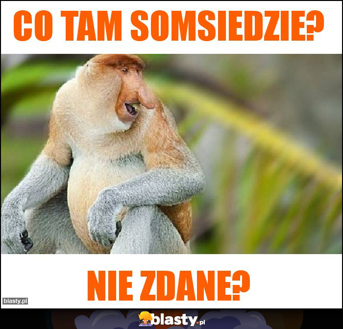 Co tam somsiedzie?