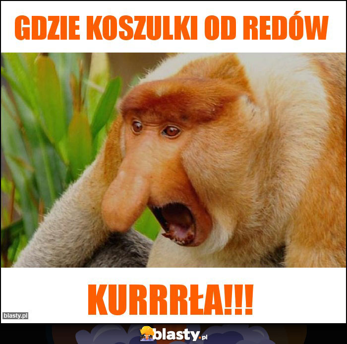 gdzie koszulki od REDów