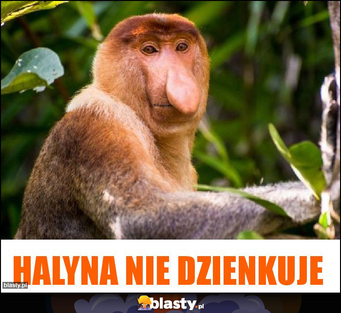 HALYNA NIE dzienkuje