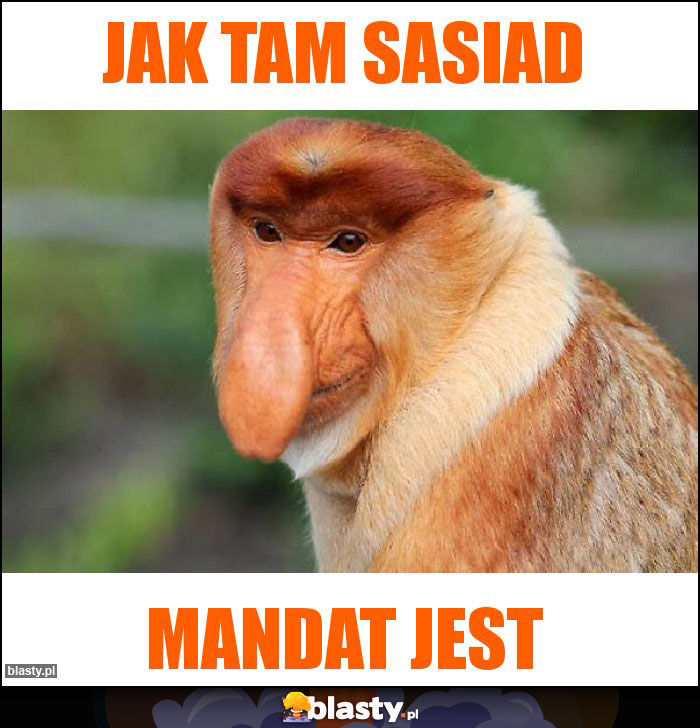 jak tam sasiad