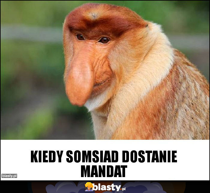 Kiedy somsiad dostanie mandat