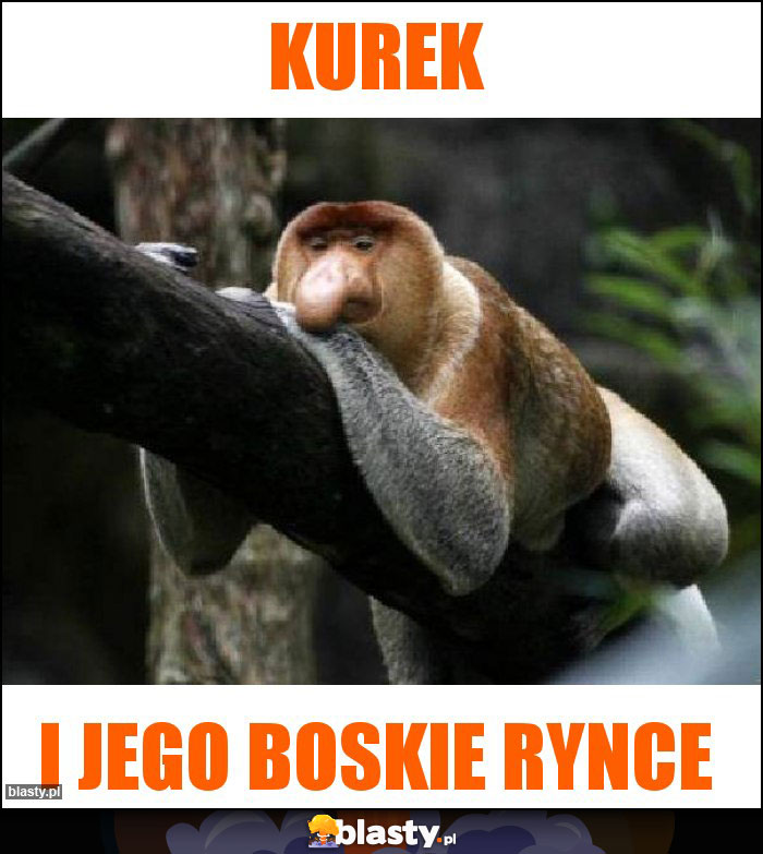 Kurek