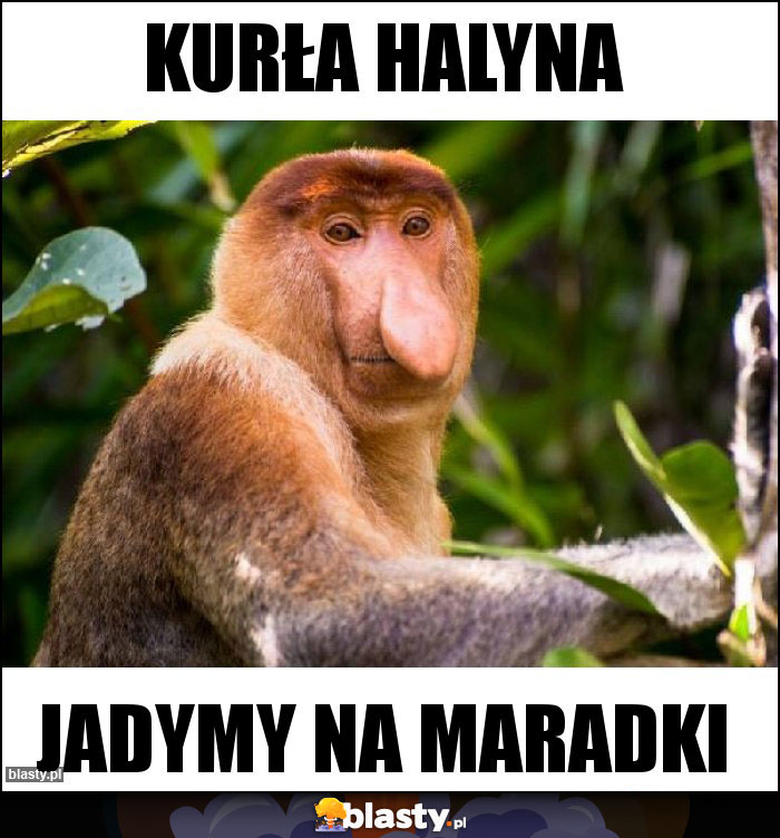 KURŁA HALYNA