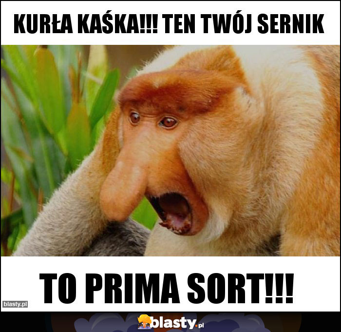 KURŁA KAŚKA!!! TEN TWÓJ SERNIK