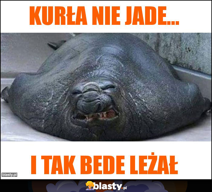 Kurła nie jade...