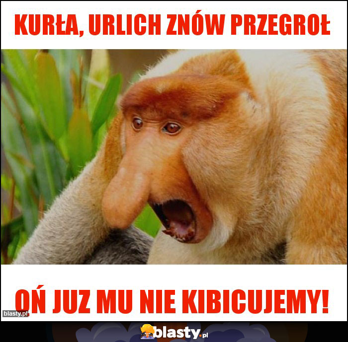 Kurła, Urlich znów przegroł