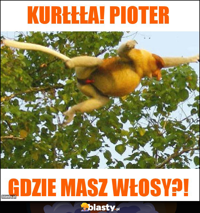 Kurłłła! Pioter